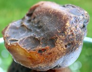 Thumbnail preview of premium raw amber chunk, Baltic-type Ukrainian amber, no visible internal cracks, suitable for Tasbih carving