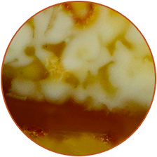 Half-half natural amber variety for exclusive allocation