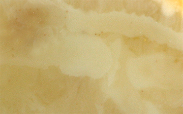 Regular bone raw amber with broad creamy bands over a pale honey background