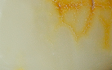 Regular bone raw amber with a dense ivory body and contrasting golden surface zone