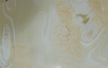 Royal white bone raw amber with fine ivory veining and pale cream clouding