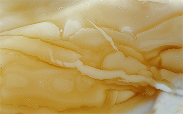 Tiger raw amber with layered cream, honey and caramel bands in a flowing natural pattern