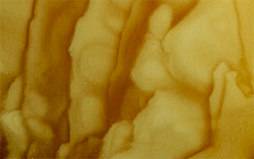 Tiger amber, raw, with bold golden-brown streaks crossing opaque yellow structure